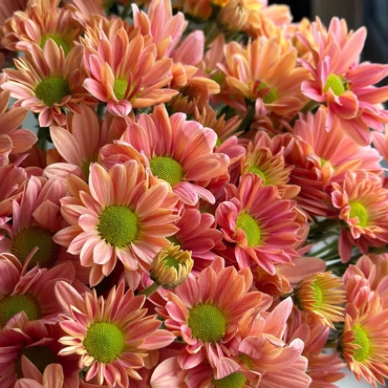 云南鲜花直发【小菊花】多色可选10枝超长花期