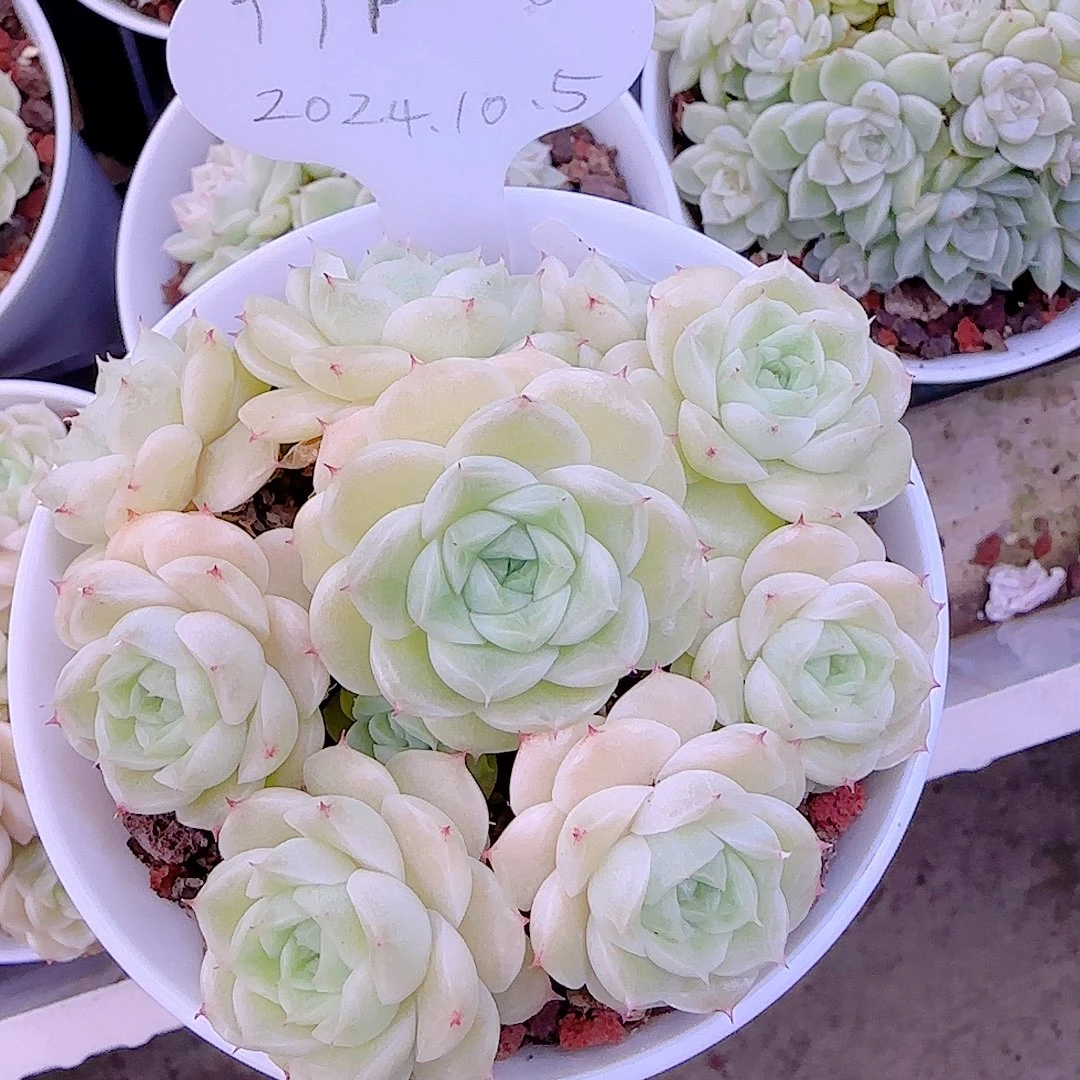 1213-116（ttp-28-2）优选多肉