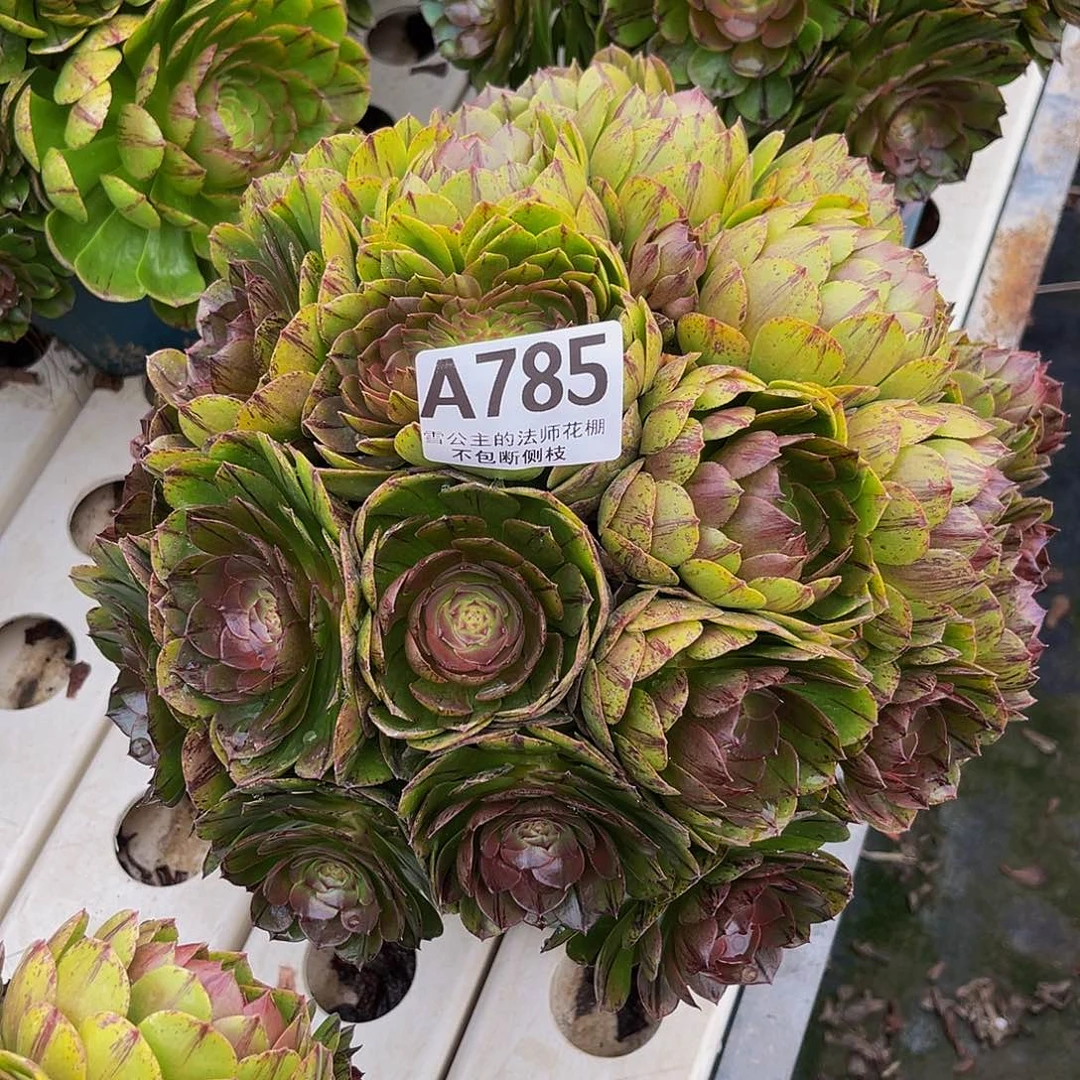 法师法师3-40包邮法师