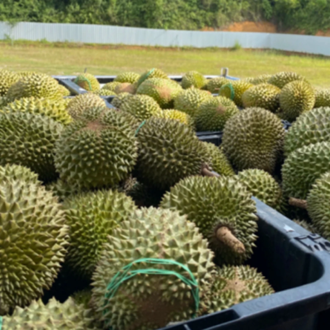 泰国猫山王D197鲜榴莲中的爱马仕 3.5-4斤香甜软糯奶香四溢核小 小时达猫山王马来西亚