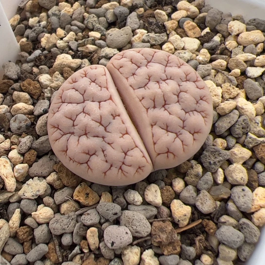 罗***麦0101号 Oz 189 多肉植物