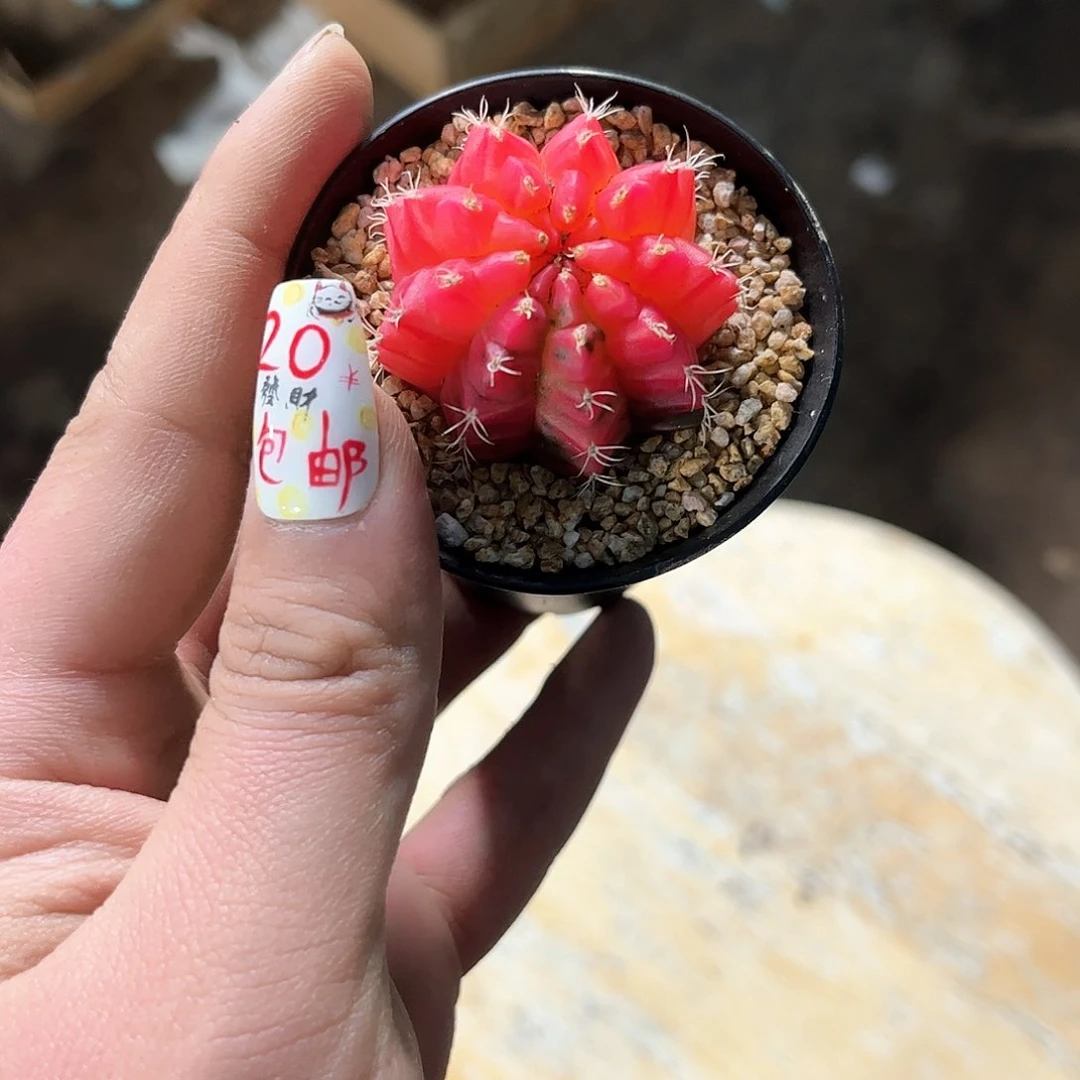 24776一物一拍单头发货