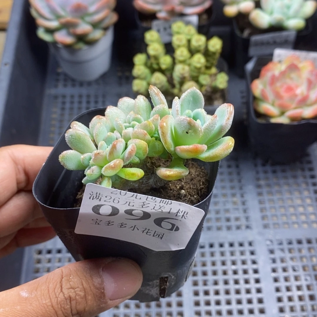 玛瑙缀化一物一拍满20包邮满26送一颗多肉