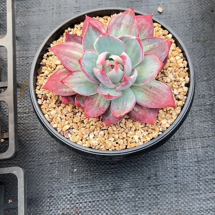 多肉植物，惊魂仙子