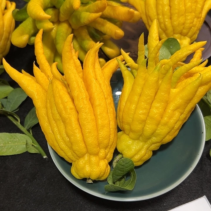 户***外完全开放九九九九佛手