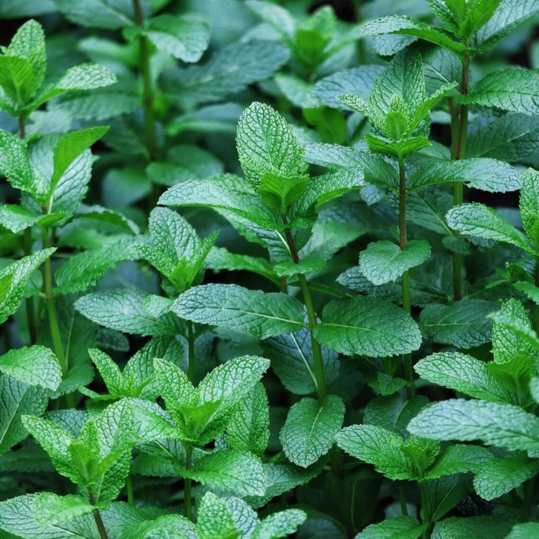 {薄荷}110口径食用薄荷烘焙庭院地栽盆栽香料