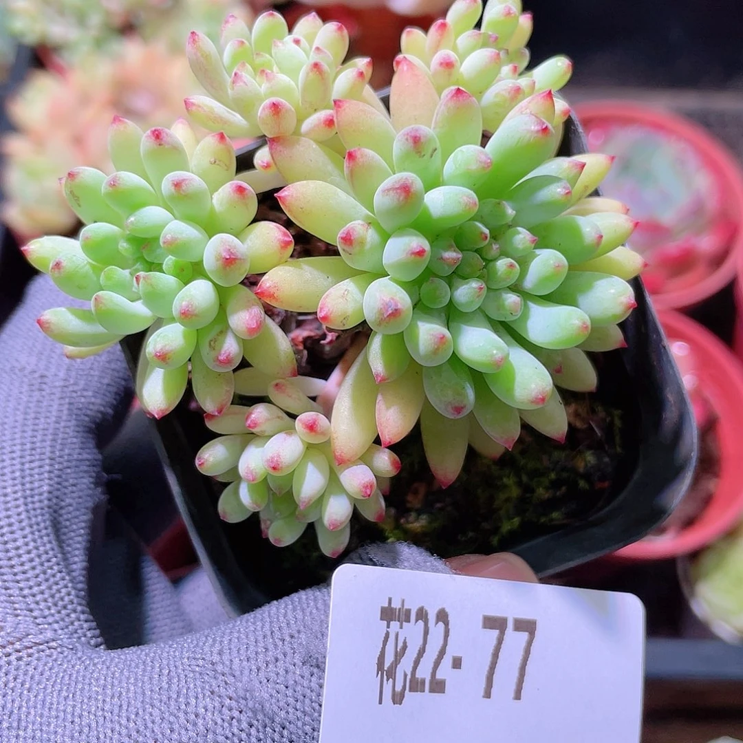 花利美22-77烟花