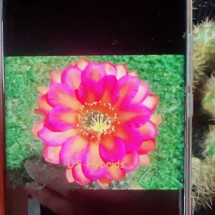 毛花柱克一布侧芽拍一发二