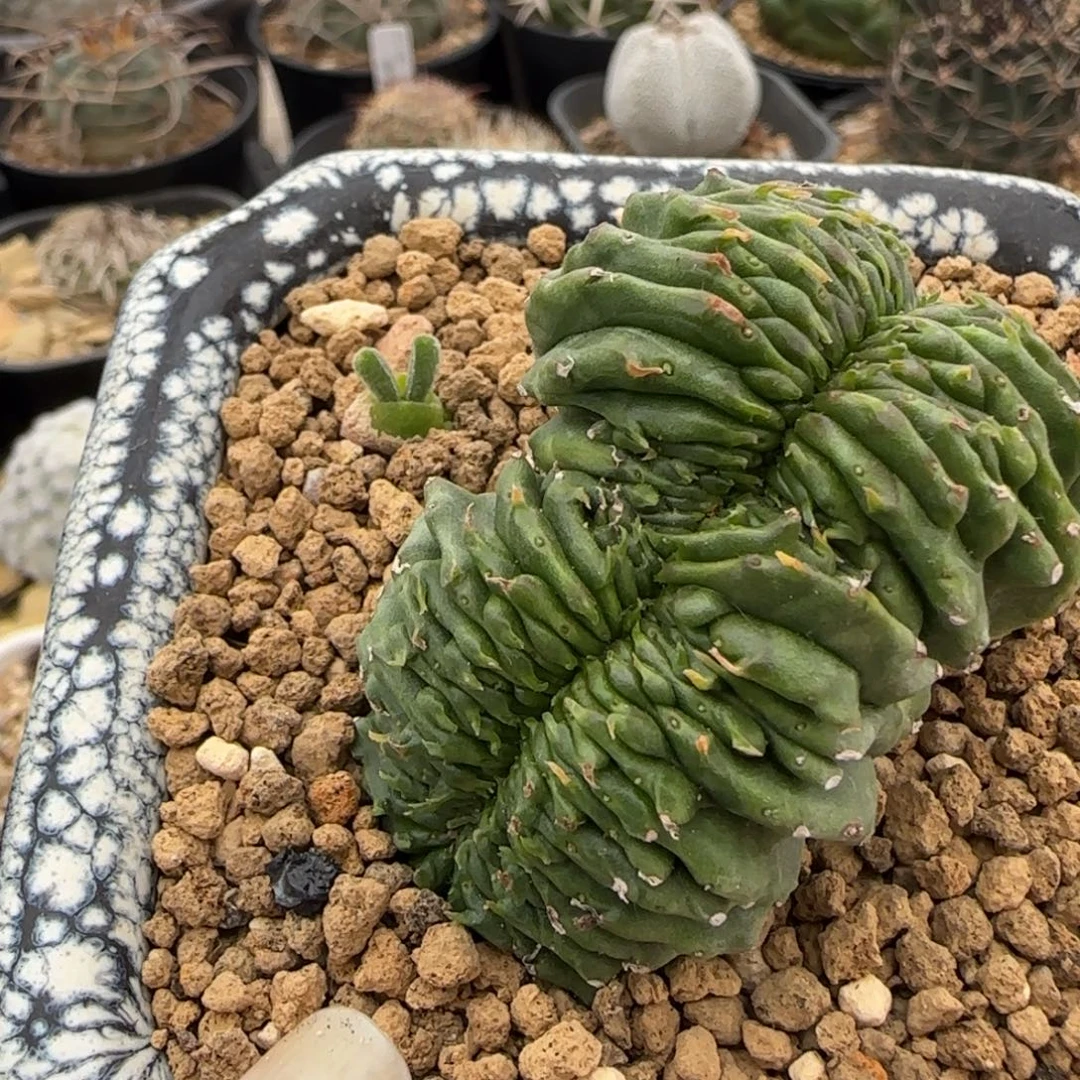 023自根法丽达缀化多肉5.6