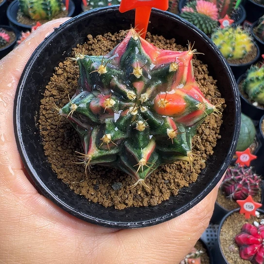 1-80米哈仙人球锦实生4.8厘米