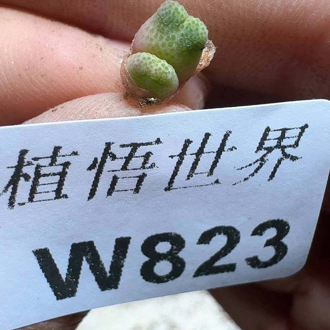 823盒多肉植物哇c