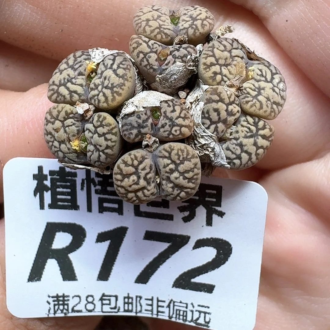 多肉植物的润泽和ff