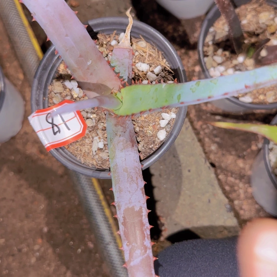 块根植物块根植物块根