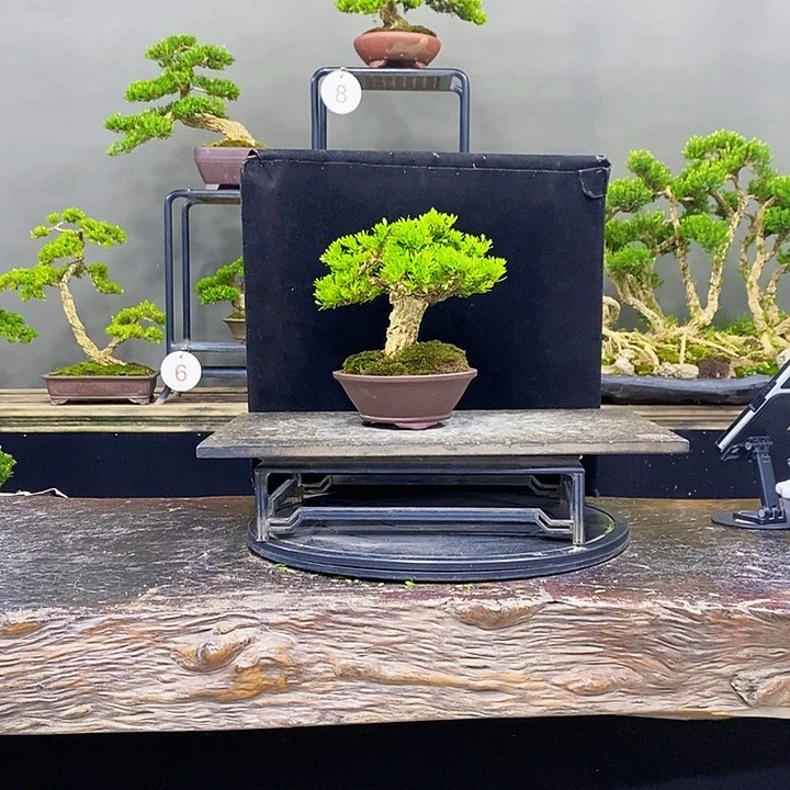 无花朵黄杨盆景四季常青