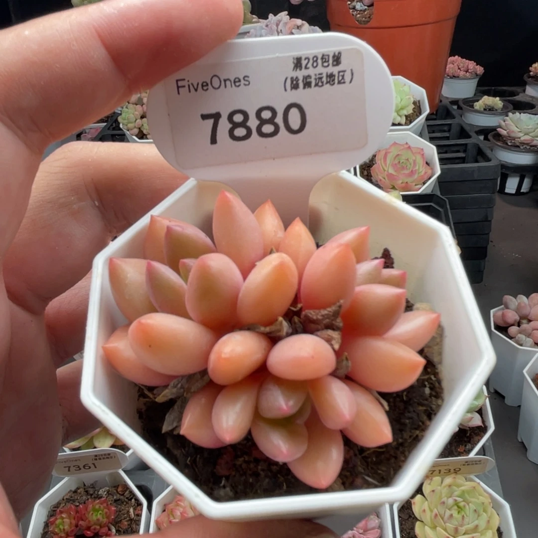桃花源7880-5.5厘米