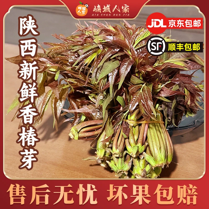 【峡城人家】 陕西新鲜香椿芽250g/500g