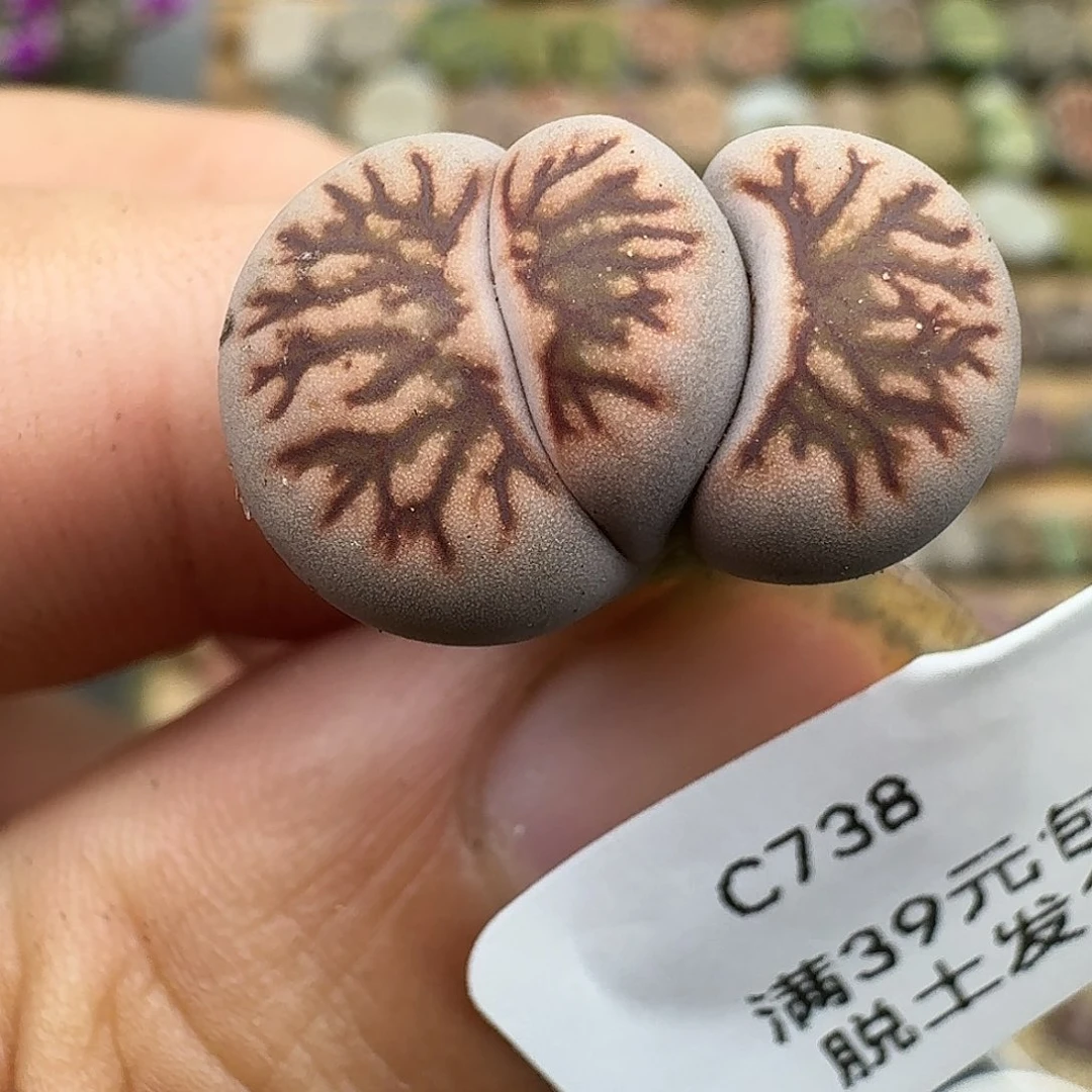 738多肉哈哈哈哈哈哈哈