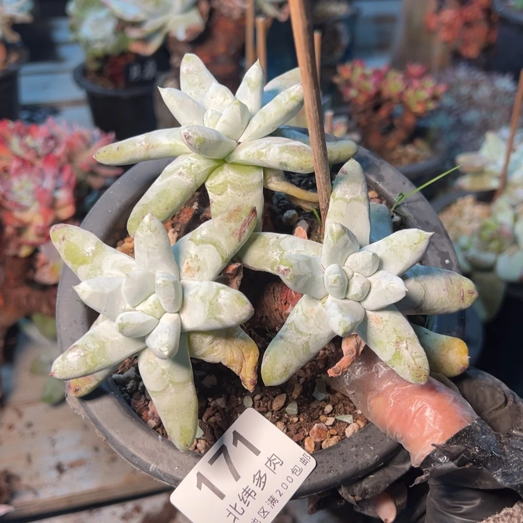 171个哈哈哈哈哈哈哈哈