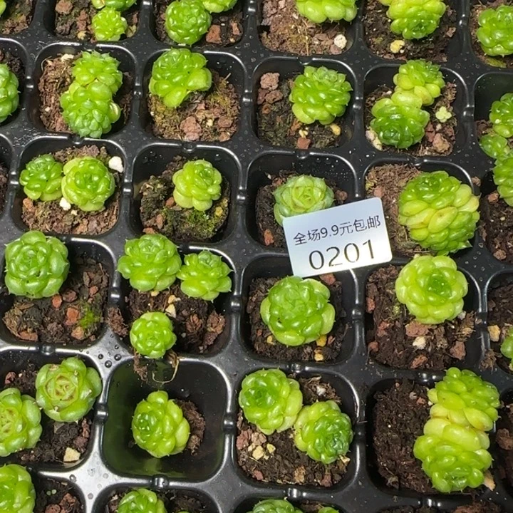 金甸开播福利全场¥9.9绿水鬼201