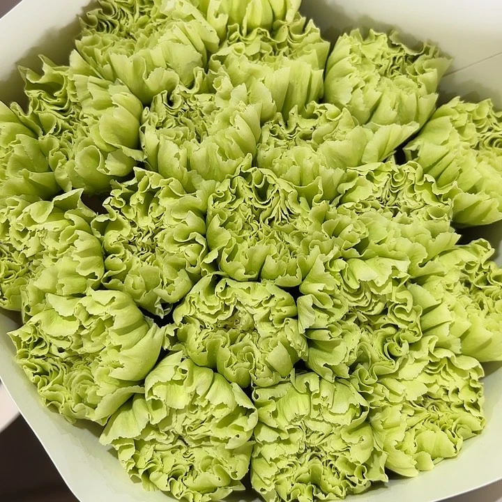 康乃馨抹茶早市的