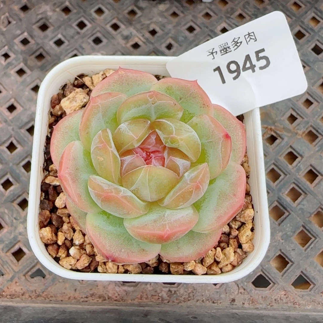 栀子花，1945多肉植物