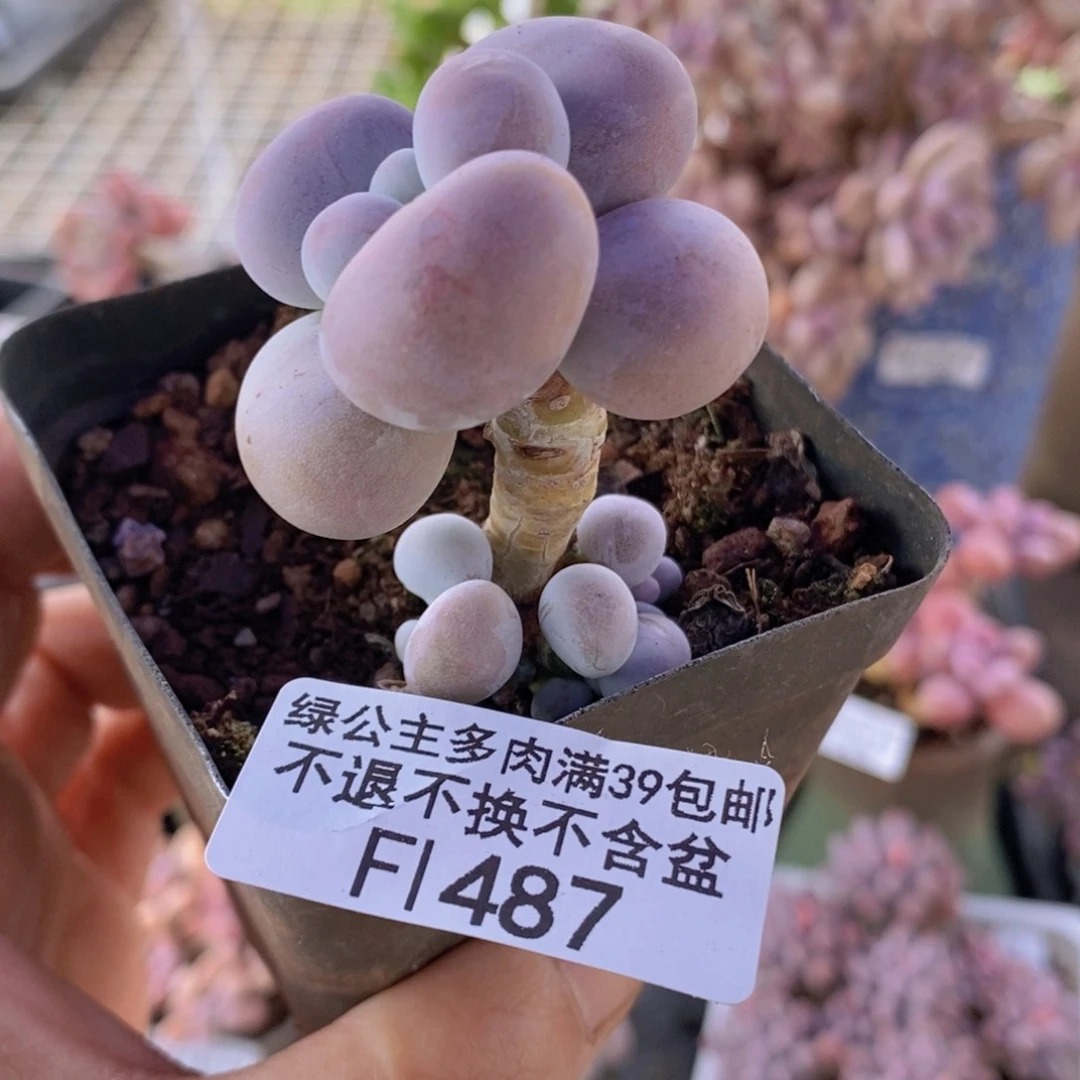 芭比奶洛487多肉植物