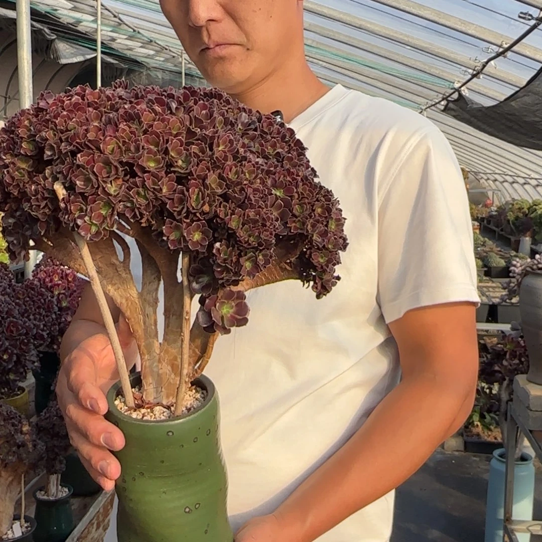 欧紫朵朵缀不带盆土