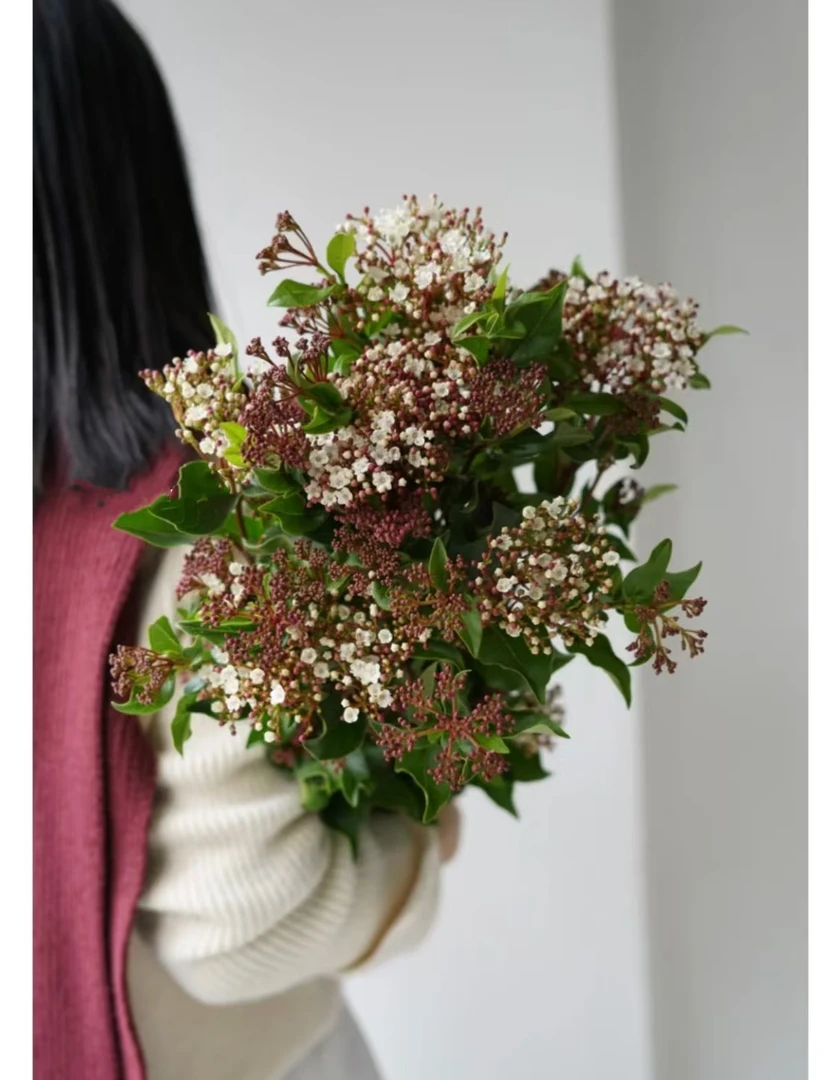 【荚米花】 云南基地直发