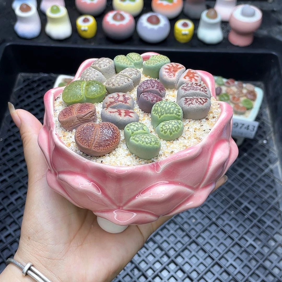 w9744盆微瑕 带盆土发货一物一拍