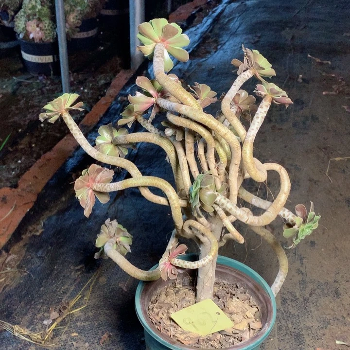 902灰法师多肉一物一拍