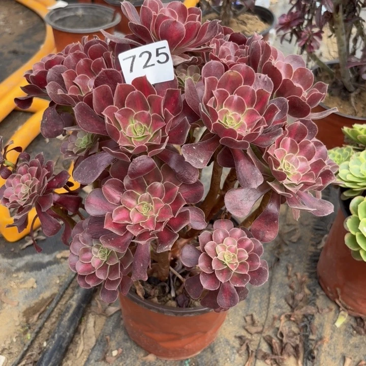 花纳多肉植物不包损725
