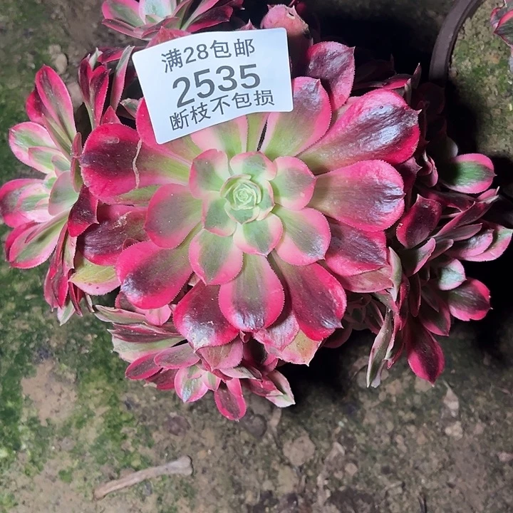 2535七彩石多肉植物