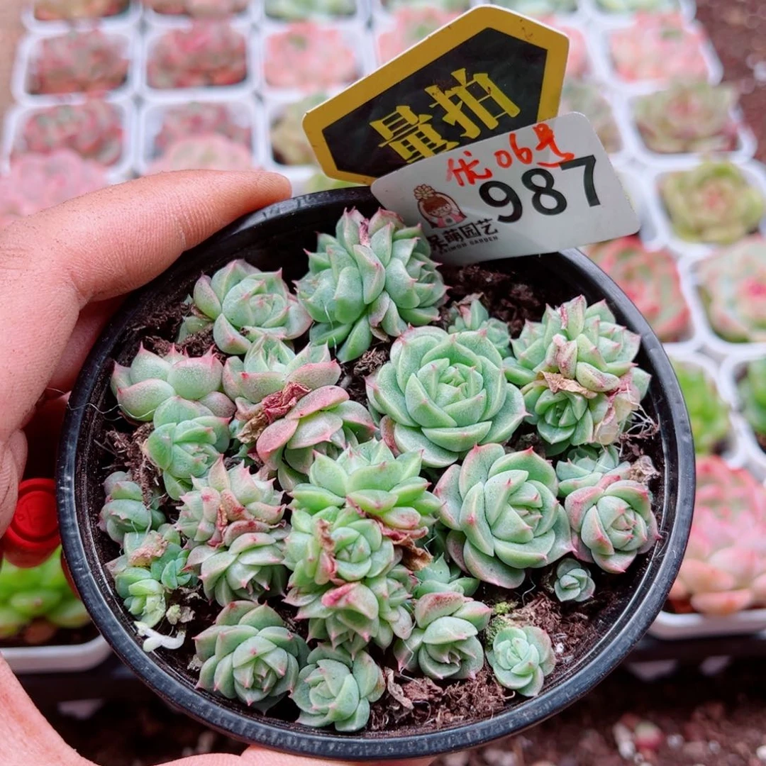 当前无花朵，栽培后可花朵