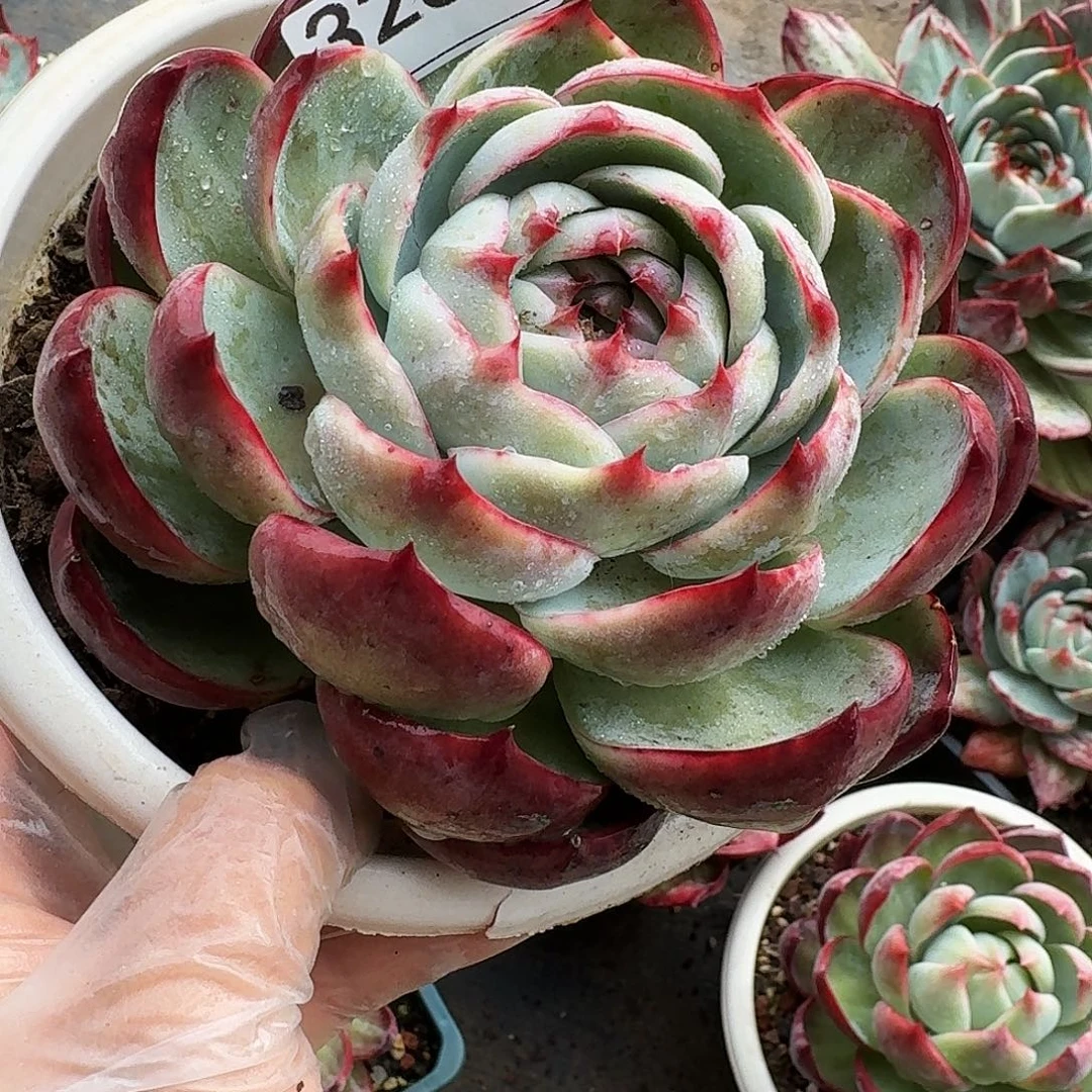 惊鸿仙子 3250.........