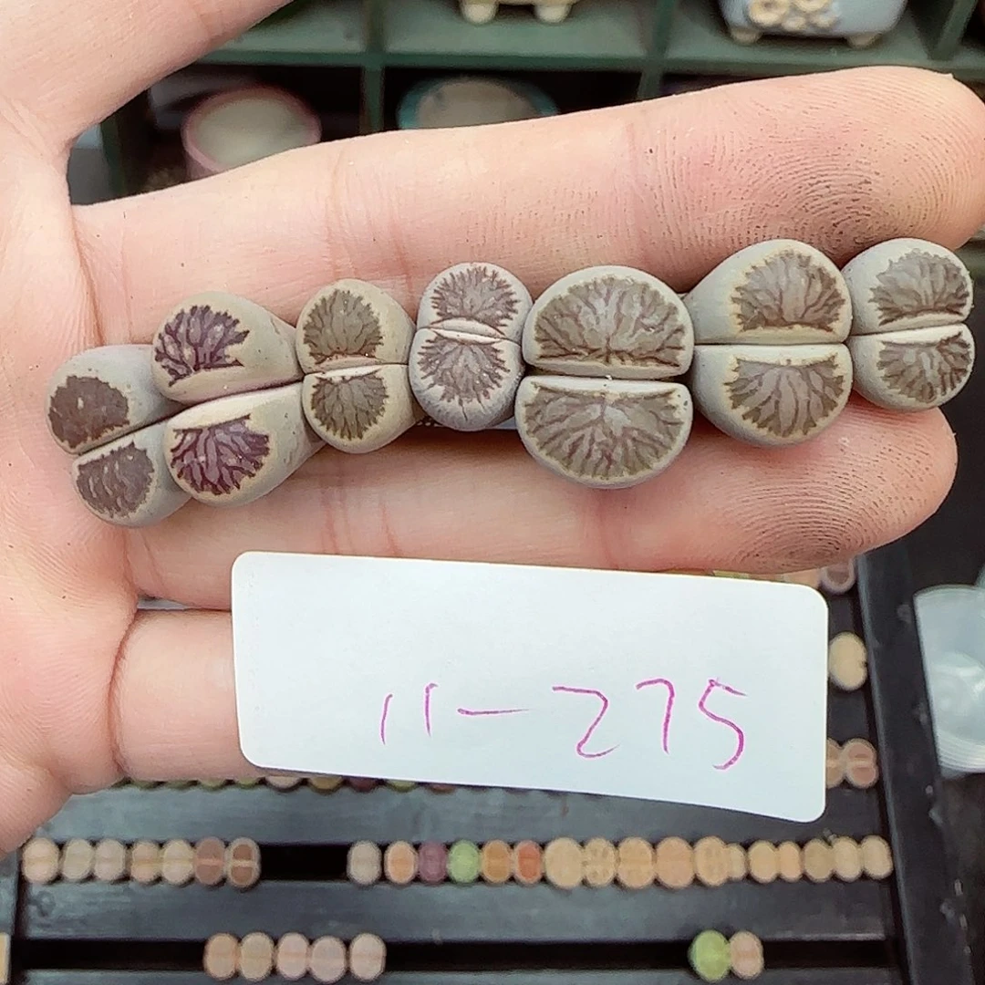 满满18包邮1111-275