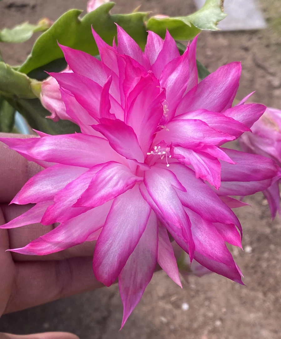 嫁接大花重瓣   AN074  包品种不包花色 花色受气温影响