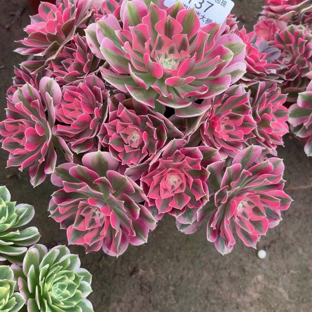 137粉女巫多肉植物法师