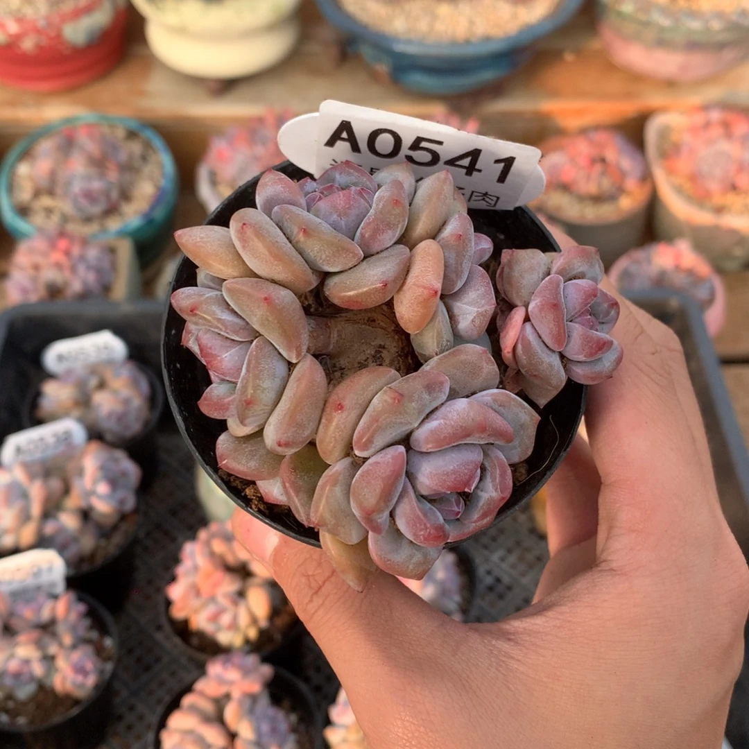 A0541 突尼斯老桩 模特同款 有砍 8cm