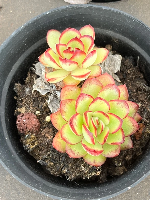 全场满15包邮 肉酱玫瑰多肉3盆带盆土发货夏季空气陶粒耐寒铺面