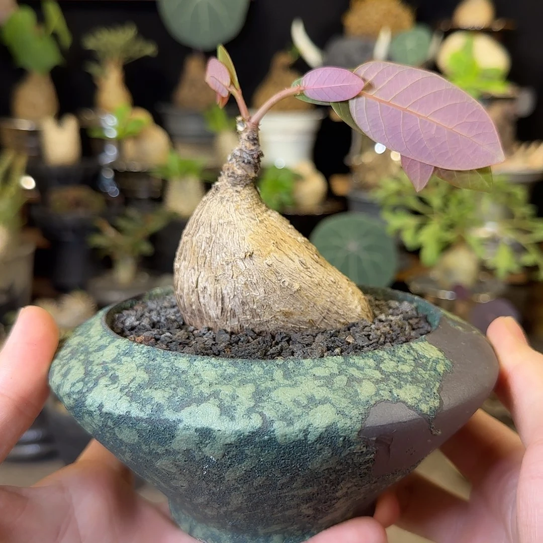 一物一拍奇异油柑08