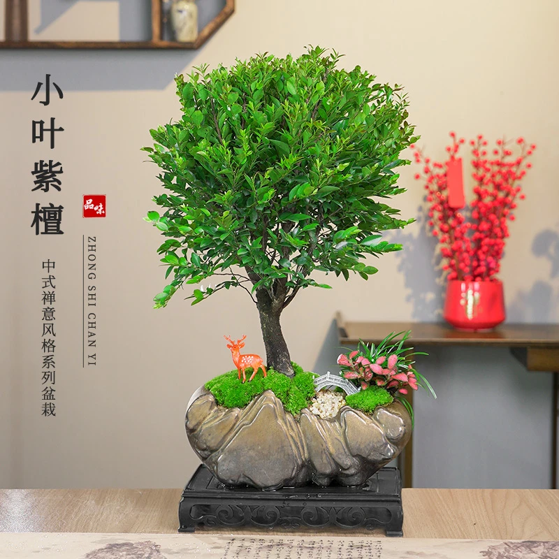 日照金山老桩小叶紫檀净化空气观叶盆栽绿植桌面观景盆景