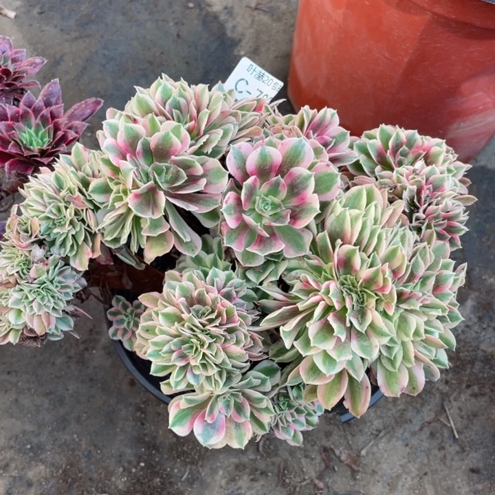 789女巫缀123456789