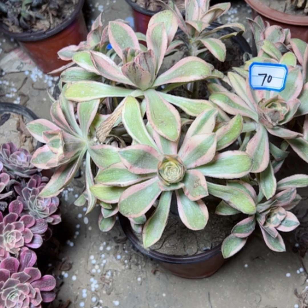 【闪购商品】你*帅艳姿70