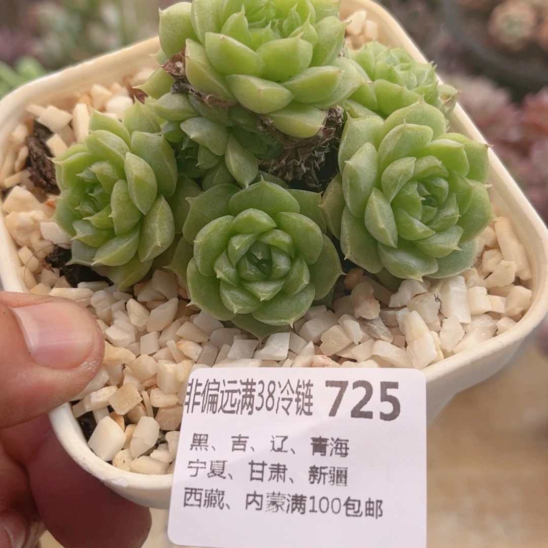 725绿宝宝德华多肉