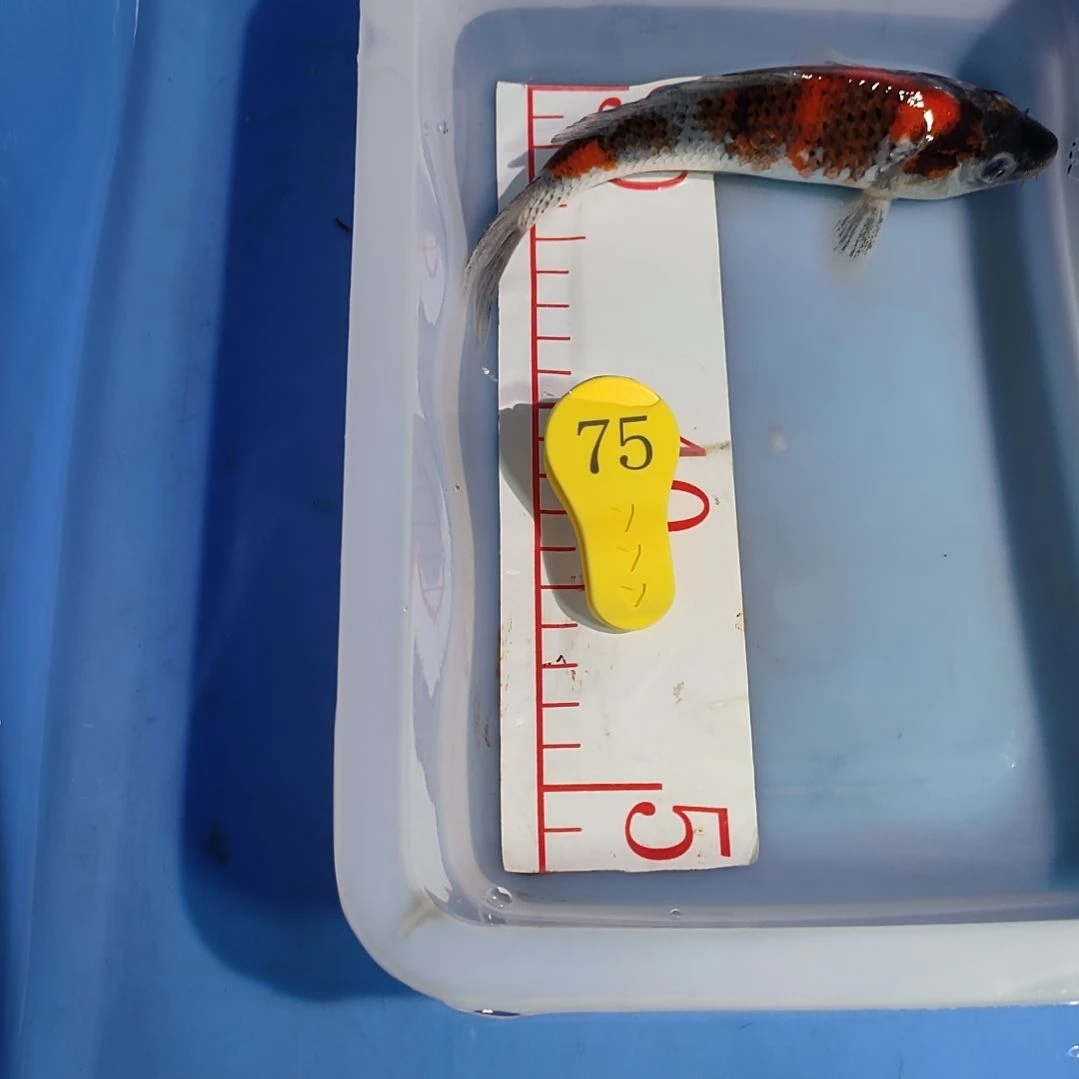 海水鱼红白大正昭和菲血白写