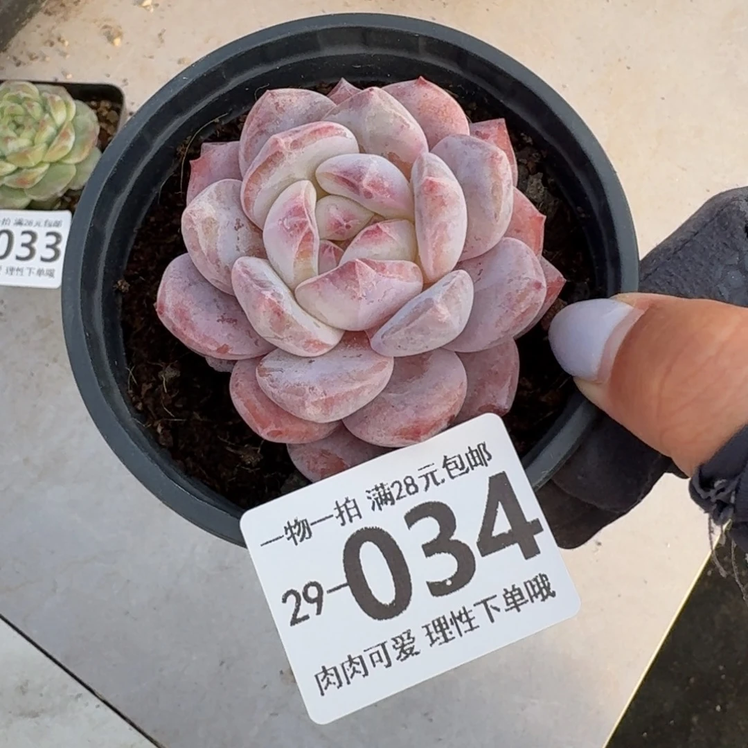 石榴籽无盆土发货