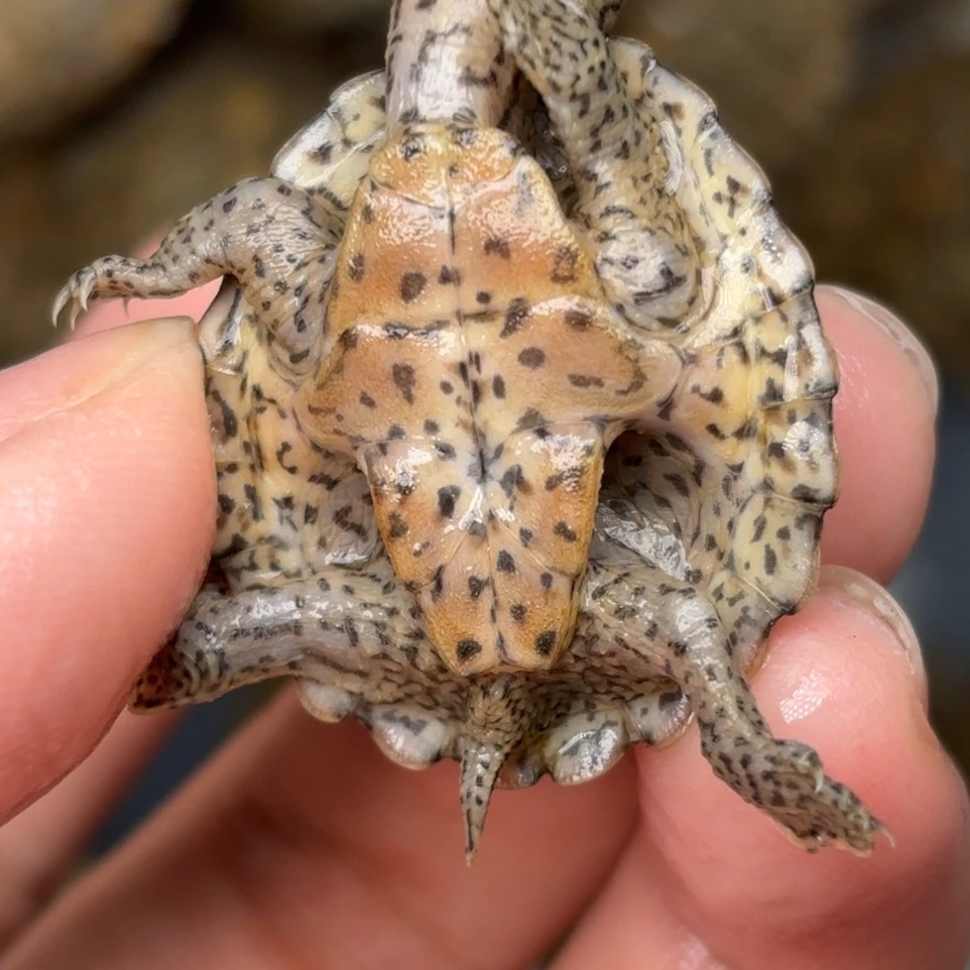 剃刀龟不分公母A8全品双满文粗纹黑刀