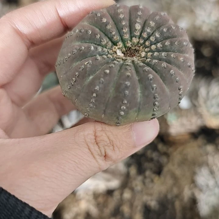 一物一拍。85号仙人球！