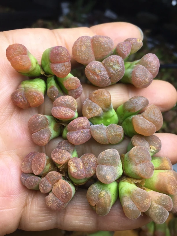 直播间选货链接，肉植物肉锥纳米比亚红风铃、原产地红风铃、