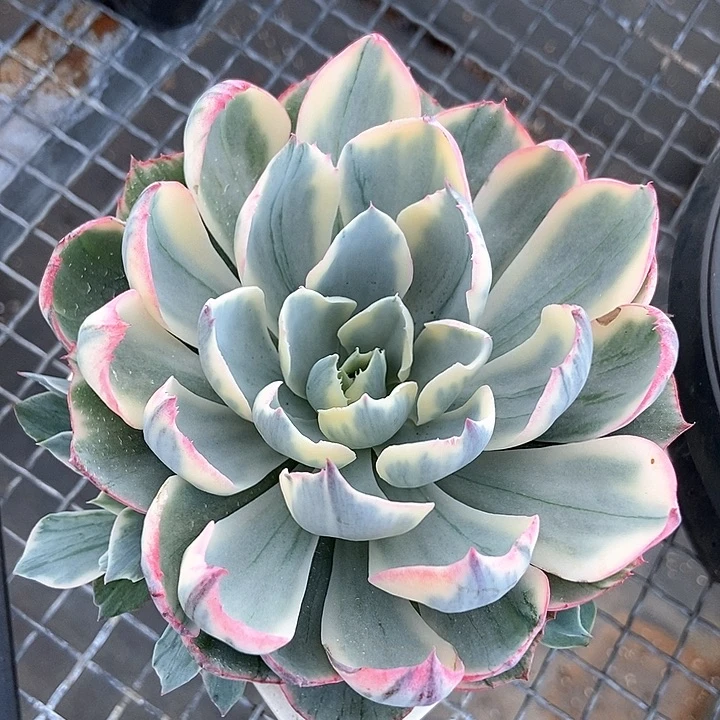 阿美星锦多肉植物